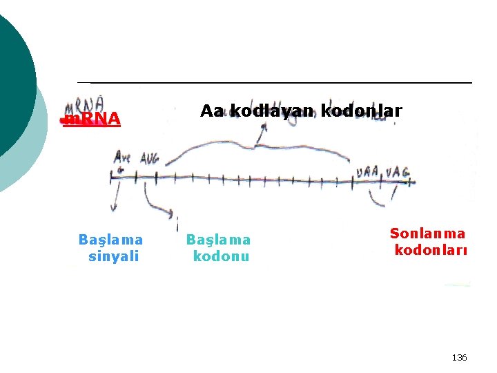 m. RNA Başlama sinyali Aa kodlayan kodonlar Başlama kodonu Sonlanma kodonları 136 