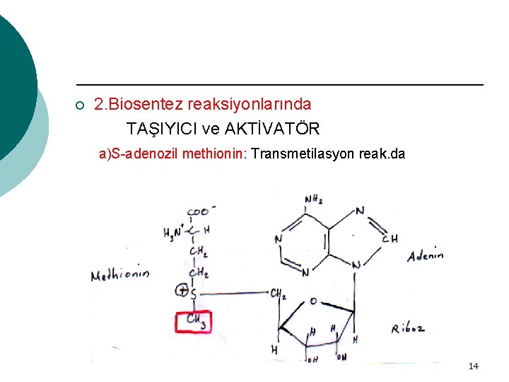 ¡ 2. Biosentez reaksiyonlarında TAŞIYICI ve AKTİVATÖR a)S-adenozil methionin: Transmetilasyon reak. da 14 