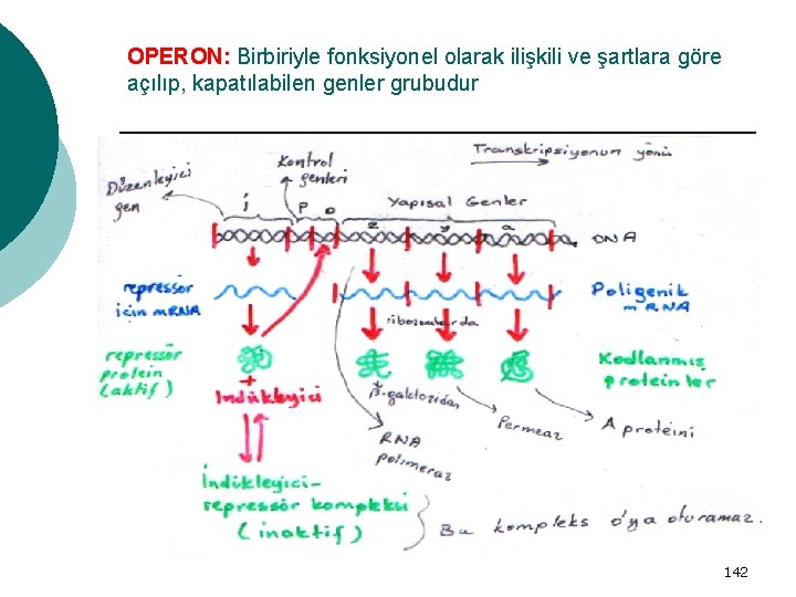 OPERON: Birbiriyle fonksiyonel olarak ilişkili ve şartlara göre açılıp, kapatılabilen genler grubudur 142 