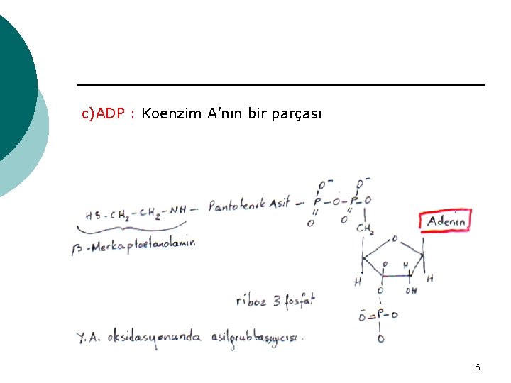 c)ADP : Koenzim A’nın bir parçası 16 