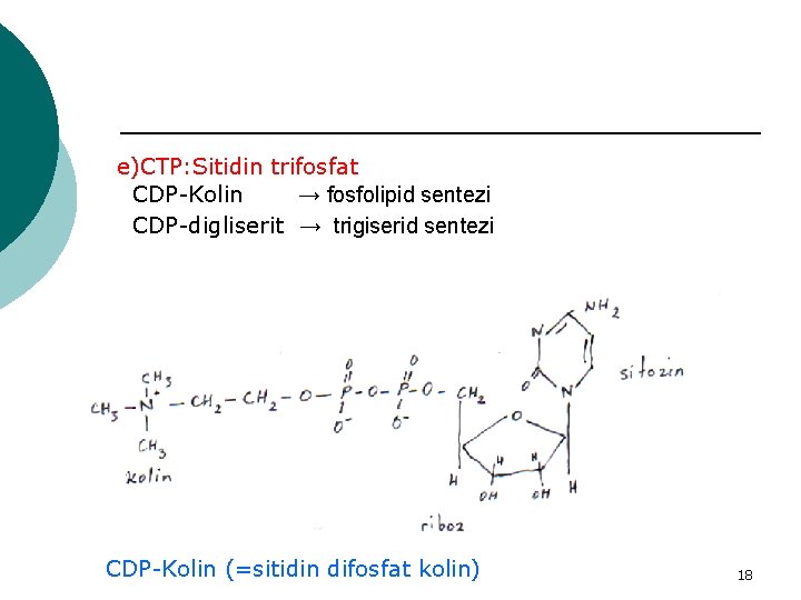 e)CTP: Sitidin trifosfat CDP-Kolin → fosfolipid sentezi CDP-digliserit → trigiserid sentezi CDP-Kolin (=sitidin difosfat