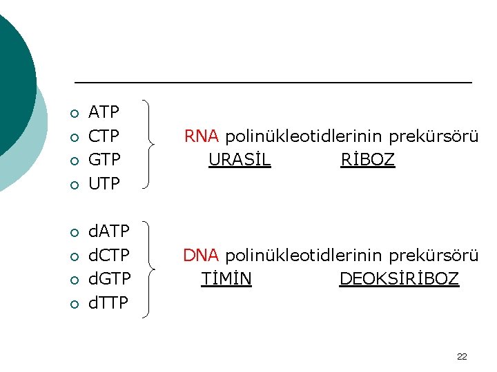 ¡ ¡ ¡ ¡ ATP CTP GTP UTP RNA polinükleotidlerinin prekürsörü URASİL RİBOZ d.