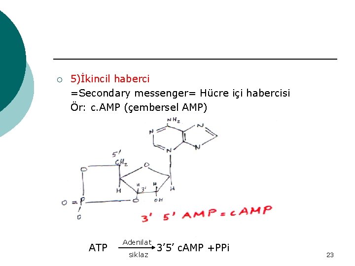 ¡ 5)İkincil haberci =Secondary messenger= Hücre içi habercisi Ör: c. AMP (çembersel AMP) ATP