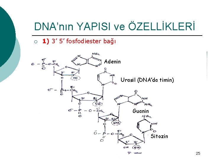 DNA’nın YAPISI ve ÖZELLİKLERİ ¡ 1) 3’ 5’ fosfodiester bağı Adenin Urasil (DNA’da timin)