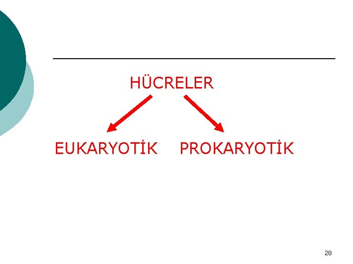 HÜCRELER EUKARYOTİK PROKARYOTİK 28 