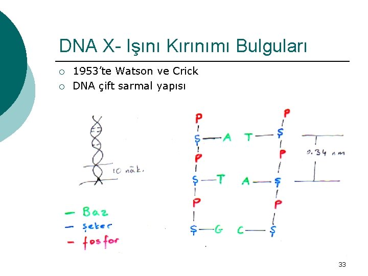 DNA X- Işını Kırınımı Bulguları ¡ ¡ 1953’te Watson ve Crick DNA çift sarmal