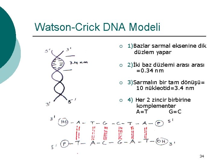 Watson-Crick DNA Modeli ¡ 1)Bazlar sarmal eksenine dik düzlem yapar ¡ 2)İki baz düzlemi