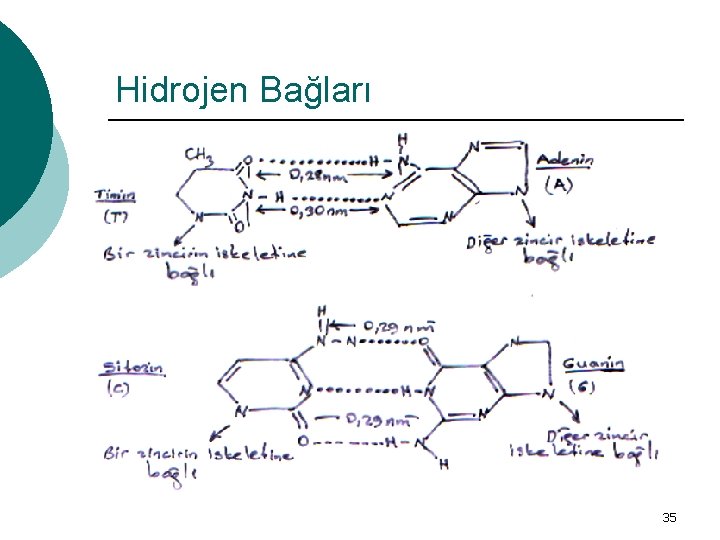 Hidrojen Bağları 35 