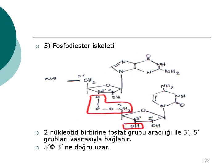¡ 5) Fosfodiester iskeleti ¡ 2 nükleotid birbirine fosfat grubu aracılığı ile 3’, 5’