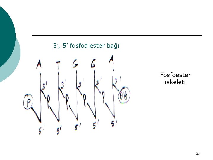 3’, 5’ fosfodiester bağı Fosfoester iskeleti 37 