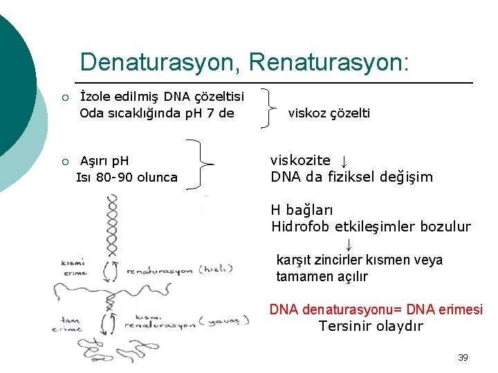 Denaturasyon, Renaturasyon: ¡ ¡ İzole edilmiş DNA çözeltisi Oda sıcaklığında p. H 7 de