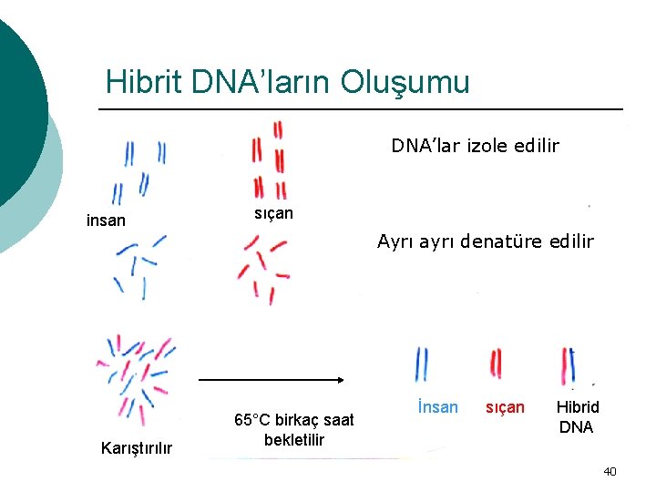 Hibrit DNA’ların Oluşumu DNA’lar izole edilir insan Karıştırılır sıçan Ayrı ayrı denatüre edilir 65°C