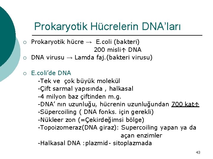 Prokaryotik Hücrelerin DNA’ları ¡ ¡ ¡ Prokaryotik hücre → E. coli (bakteri) 200 misli