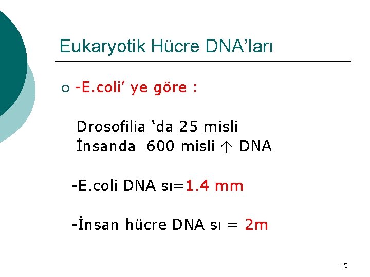 Eukaryotik Hücre DNA’ları ¡ -E. coli’ ye göre : Drosofilia ‘da 25 misli İnsanda