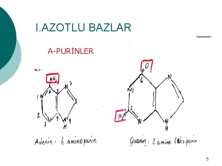 I. AZOTLU BAZLAR A-PURİNLER a. PURİNLER 5 