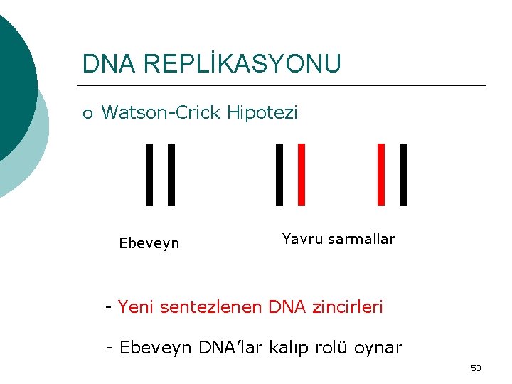 DNA REPLİKASYONU ¡ Watson-Crick Hipotezi ll Ebeveyn ll ll Yavru sarmallar - Yeni sentezlenen