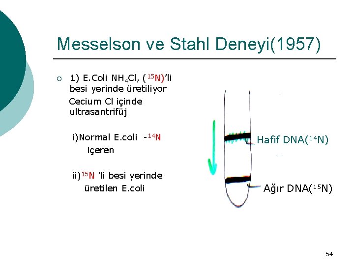 Messelson ve Stahl Deneyi(1957) ¡ 1) E. Coli NH 4 Cl, (15 N)’li besi