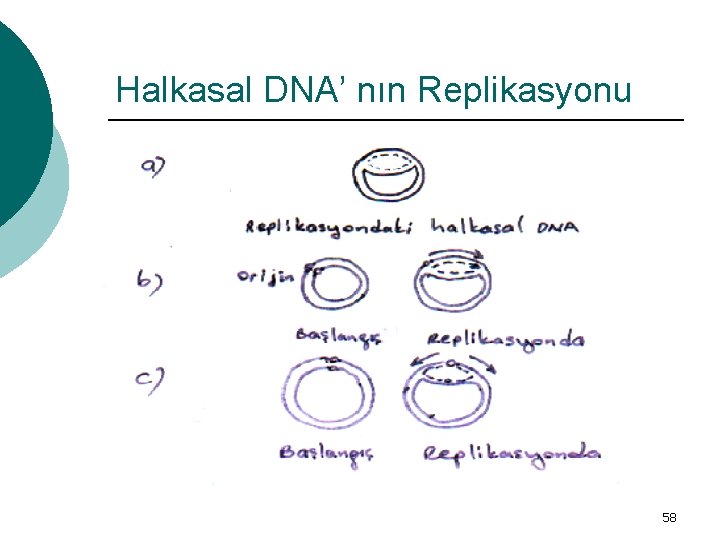 Halkasal DNA’ nın Replikasyonu 58 