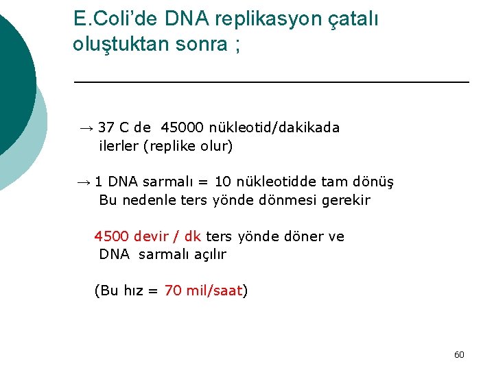 E. Coli’de DNA replikasyon çatalı oluştuktan sonra ; → 37 C de 45000 nükleotid/dakikada