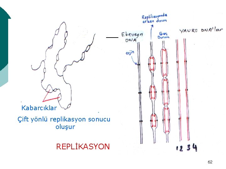 Kabarcıklar Çift yönlü replikasyon sonucu oluşur REPLİKASYON 62 