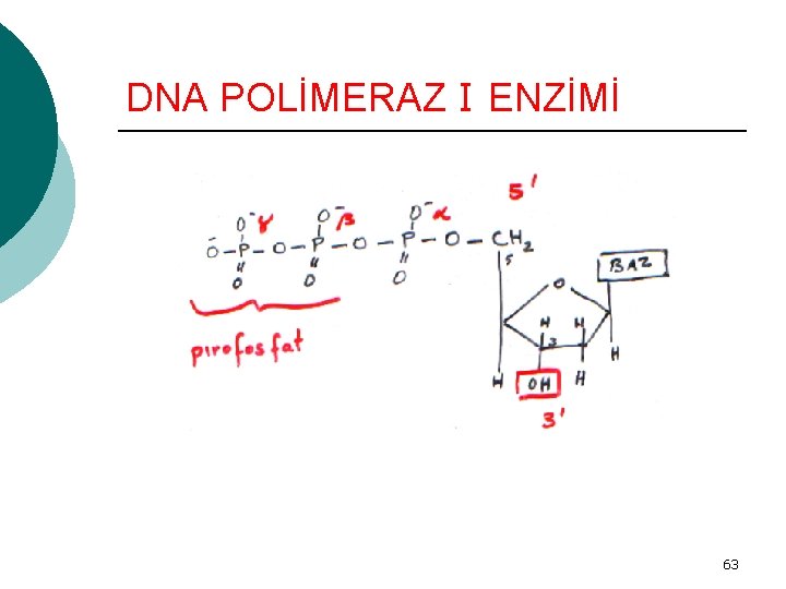 DNA POLİMERAZ I ENZİMİ 63 