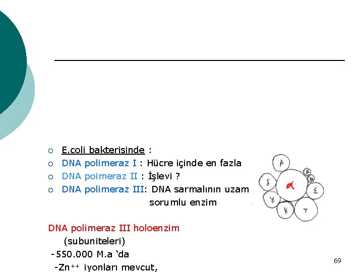 ¡ ¡ E. coli bakterisinde : DNA polimeraz I : Hücre içinde en fazla