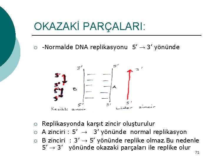 OKAZAKİ PARÇALARI: ¡ -Normalde DNA replikasyonu 5’ → 3’ yönünde ¡ Replikasyonda karşıt zincir