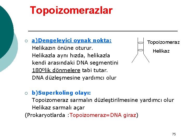 Topoizomerazlar ¡ a)Dengeleyici oynak nokta: Helikazın önüne oturur. Helikazla aynı hızda, helikazla kendi arasındaki
