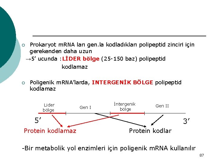 ¡ ¡ Prokaryot m. RNA ları gen. la kodladıkları polipeptid zinciri için gerekenden daha