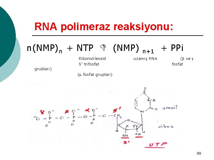 RNA polimeraz reaksiyonu: n(NMP)n + NTP grubları) (NMP) n+1 + PPi Ribonükleosid 5’ trifosfat