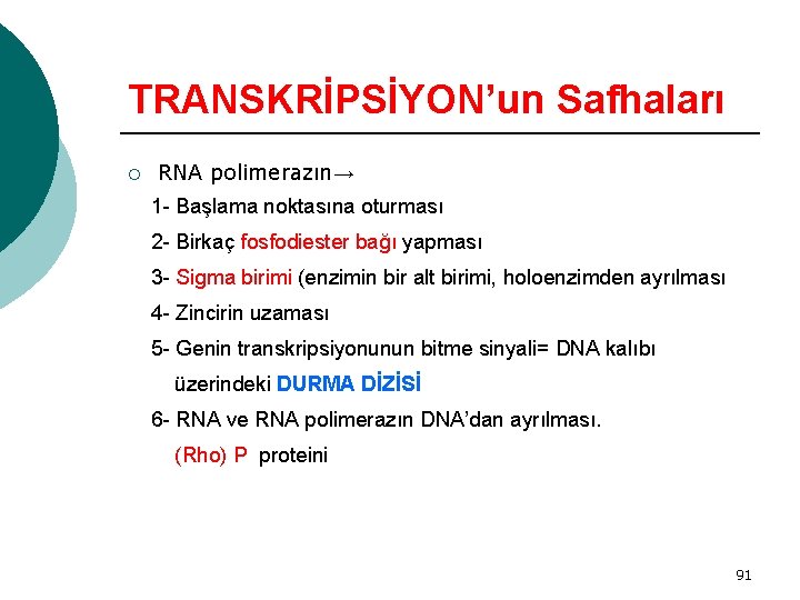 TRANSKRİPSİYON’un Safhaları ¡ RNA polimerazın→ 1 - Başlama noktasına oturması 2 - Birkaç fosfodiester