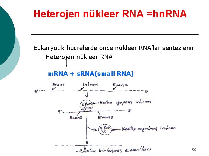 Heterojen nükleer RNA =hn. RNA Eukaryotik hücrelerde önce nükleer RNA’lar sentezlenir Heterojen nükleer RNA