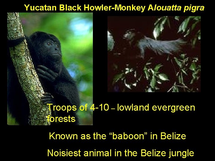  Yucatan Black Howler-Monkey Alouatta pigra Troops of 4 -10 – lowland evergreen forests
