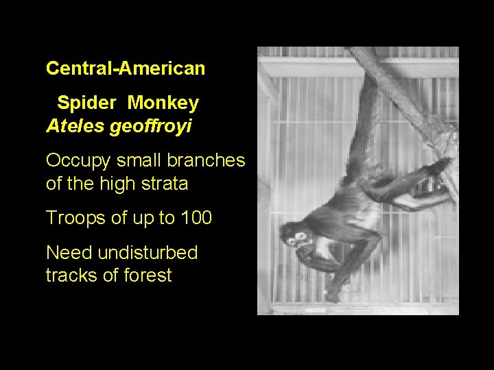 Central-American Spider Monkey Ateles geoffroyi Occupy small branches of the high strata Troops of