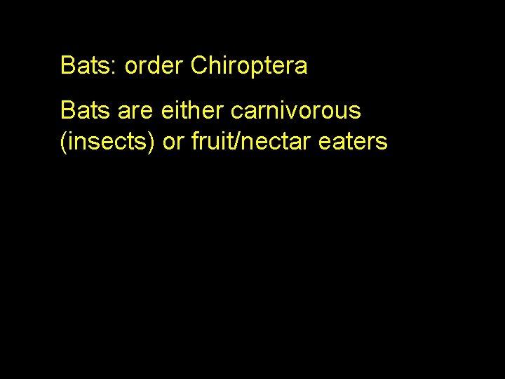 Bats: order Chiroptera Bats are either carnivorous (insects) or fruit/nectar eaters 