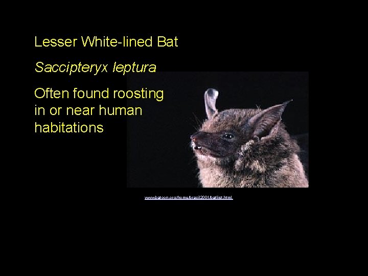 Lesser White-lined Bat Saccipteryx leptura Often found roosting in or near human habitations www.