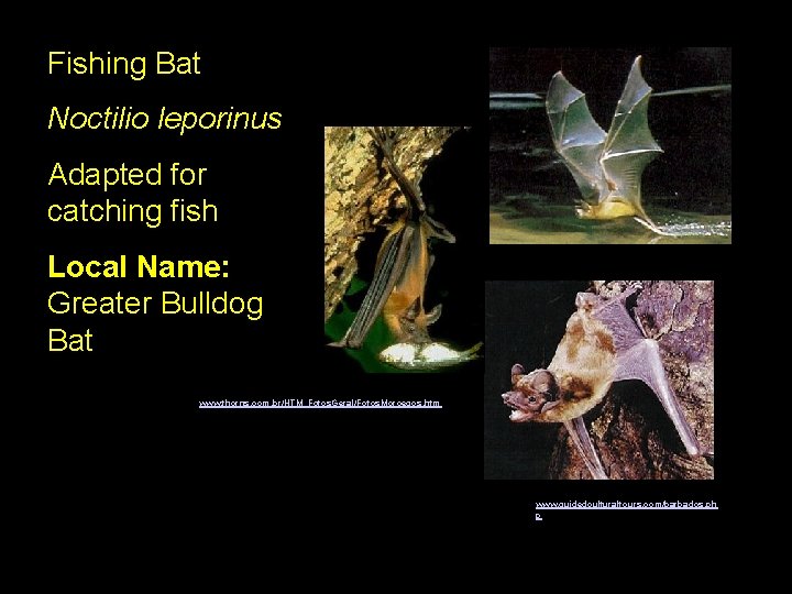 Fishing Bat Noctilio leporinus Adapted for catching fish Local Name: Greater Bulldog Bat www.