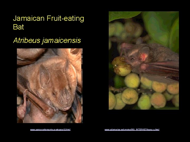 Jamaican Fruit-eating Bat Atribeus jamaicensis www. conservationcentre. org/scase 10. html www. edomexico. gob. mx/se/BIO_INTERNET/fauna_c.