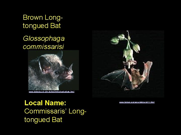 Brown Longtongued Bat Glossophaga commissarisi www. biologie. uni-ulm. de/bio 3/mtschapka/bats. html Local Name: Commissaris’