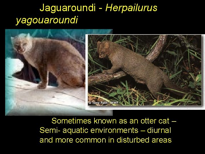  Jaguaroundi - Herpailurus yagouaroundi Sometimes known as an otter cat – Semi- aquatic