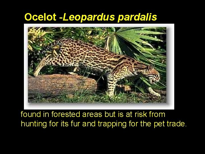  Ocelot -Leopardus pardalis found in forested areas but is at risk from hunting