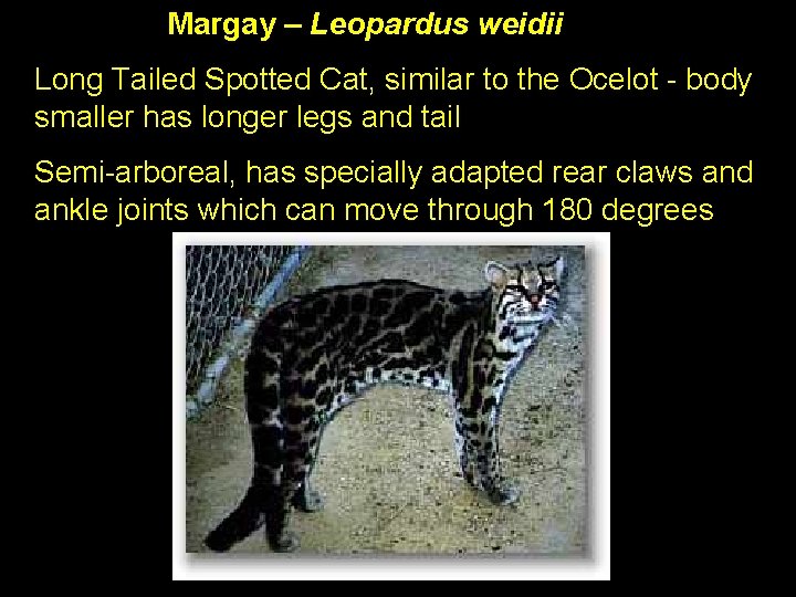 Margay – Leopardus weidii Long Tailed Spotted Cat, similar to the Ocelot - body