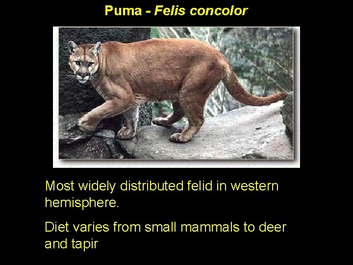 Puma - Felis concolor Most widely distributed felid in western hemisphere. Diet varies from