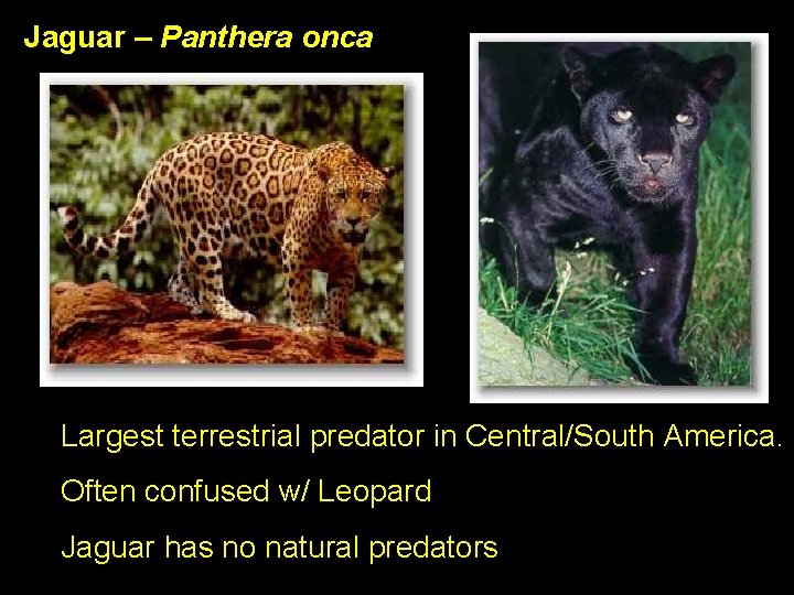 Jaguar – Panthera onca Largest terrestrial predator in Central/South America. Often confused w/ Leopard