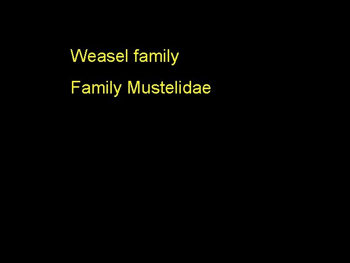 Weasel family Family Mustelidae 