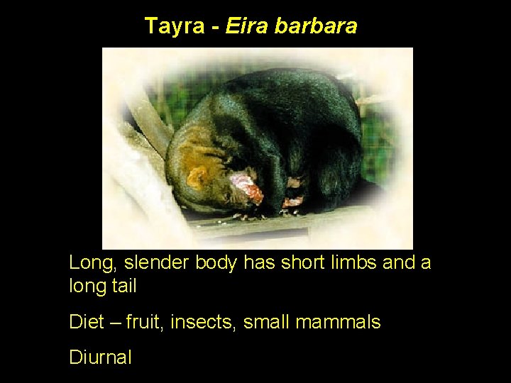 Tayra - Eira barbara Long, slender body has short limbs and a long tail