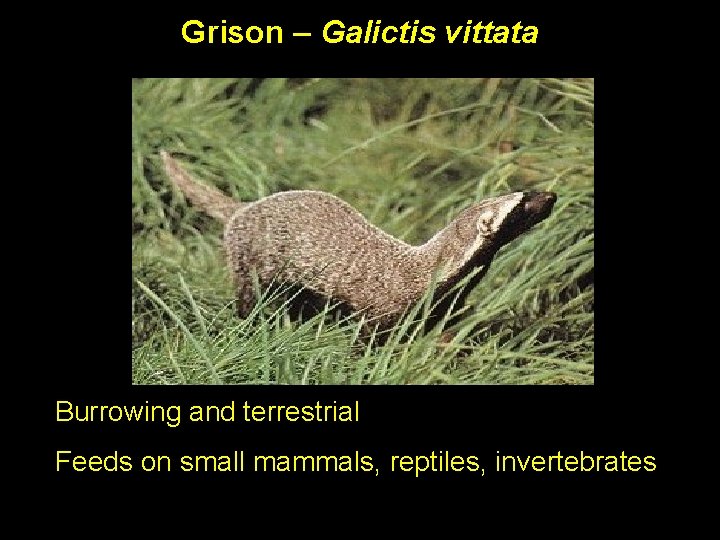 Grison – Galictis vittata Burrowing and terrestrial Feeds on small mammals, reptiles, invertebrates 