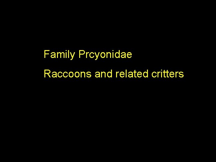 Family Prcyonidae Raccoons and related critters 