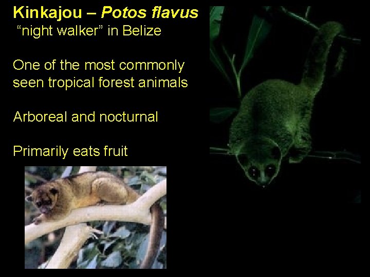 Kinkajou – Potos flavus “night walker” in Belize One of the most commonly seen