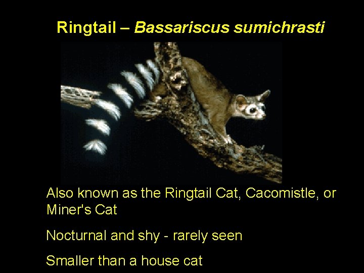 Ringtail – Bassariscus sumichrasti Also known as the Ringtail Cat, Cacomistle, or Miner's Cat